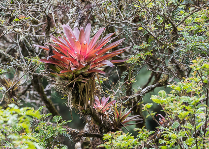 epiphytic bromeliads thrive in the moist atmosphere