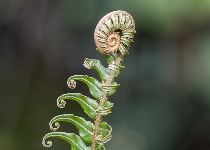 you can almost see the ferns growing