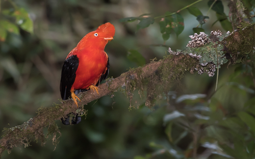 Andean Cock-of-the-Rock in its lush natural habitat
