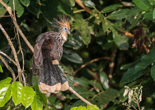 Hoatzin - a taxonomic oddity within its own order Opisthocomiformes