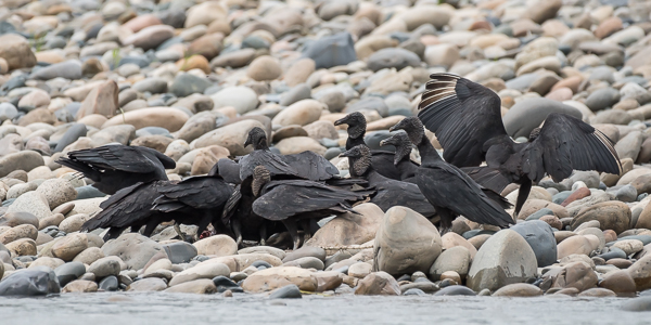 Black Vultures on the kill - often called a 'wake' when feeding