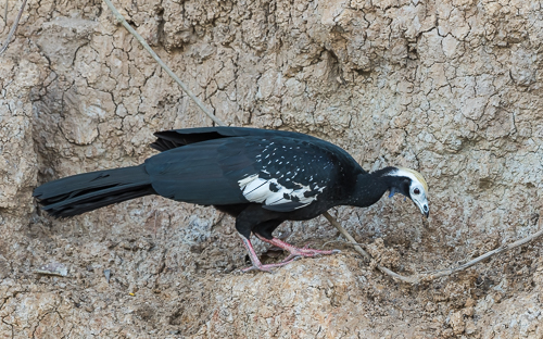 Blue-throated Piping-Guan