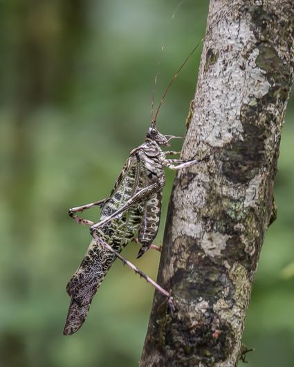 Bush Cricket - family Tettigoniidae