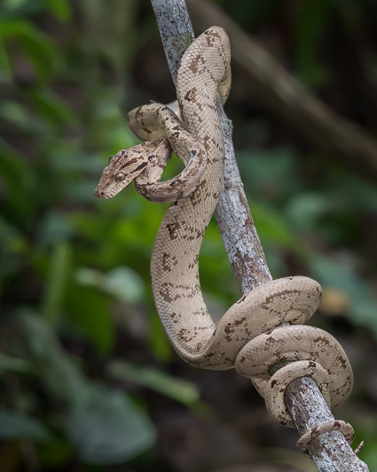 Amazon Tree Boa - family Boidae