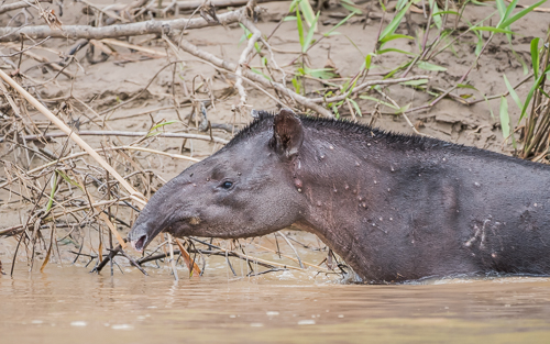 South American Tapir emerging from the Manú River