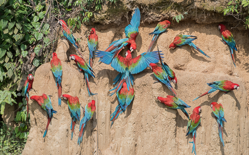 Blanquillo clay-lick, Manú National Park
