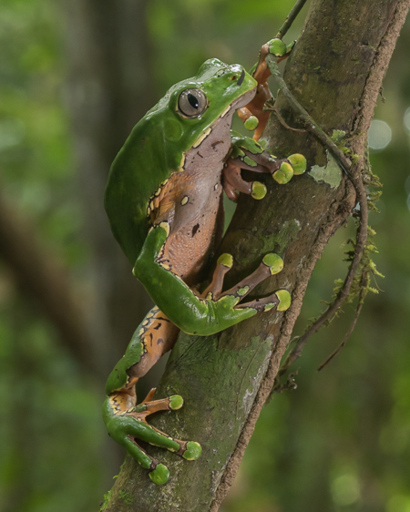 Giant Monkey Frog