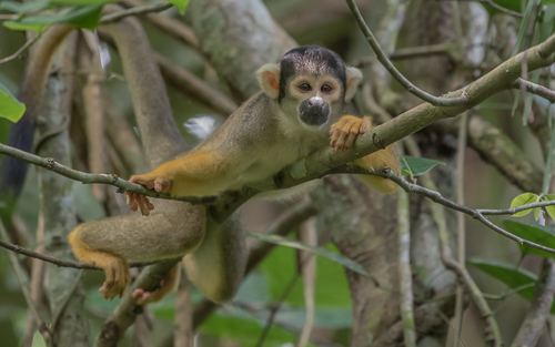 an inquisitive Black-capped Squirrel Monkey