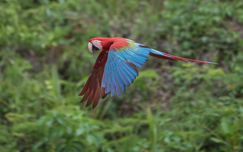 Red-and-Green Macaw