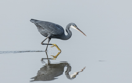 Western Reef-Heron - Kotu Creek, Kombo North