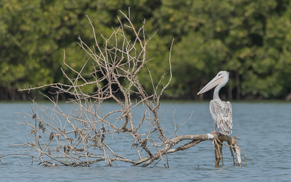 Pink-backed Pelican - Allahein River (Senegal bank), Kombo South