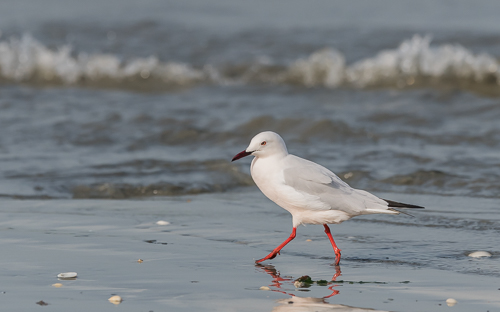 Slender-billed Gull - Tanji Beach, Kombo South