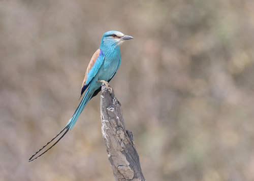Abyssinian Roller - roadside scrub, Niamina East