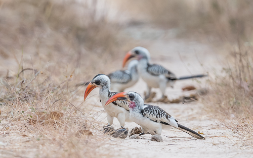 Western Red-billed Hornbills - Brufut Woods, Kombo North