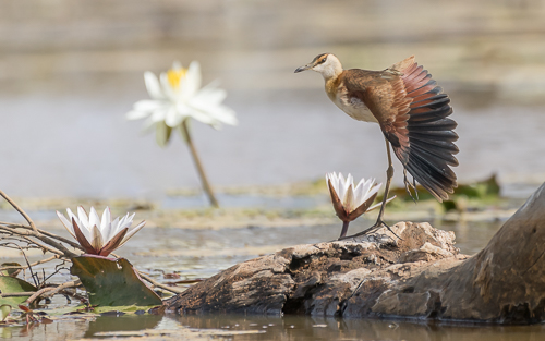 African Jacana (immature) - Dalaba Wetlands, Niamina East