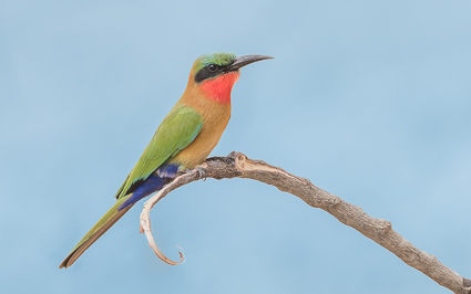 Red-throated Bee-eater - Wassu, Niani