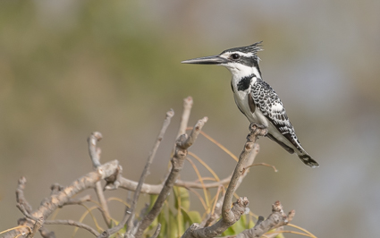 Pied Kingfisher - Gambia River, Niani