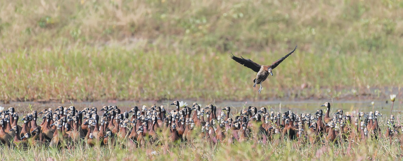 White-faced Whistling-Ducks - Kartong Wetlands, Kombo South