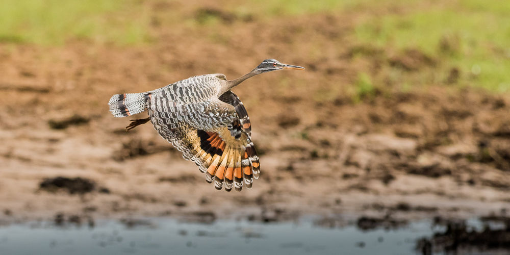 Sunbittern (5)