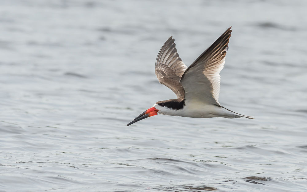 Black Skimmer (5)