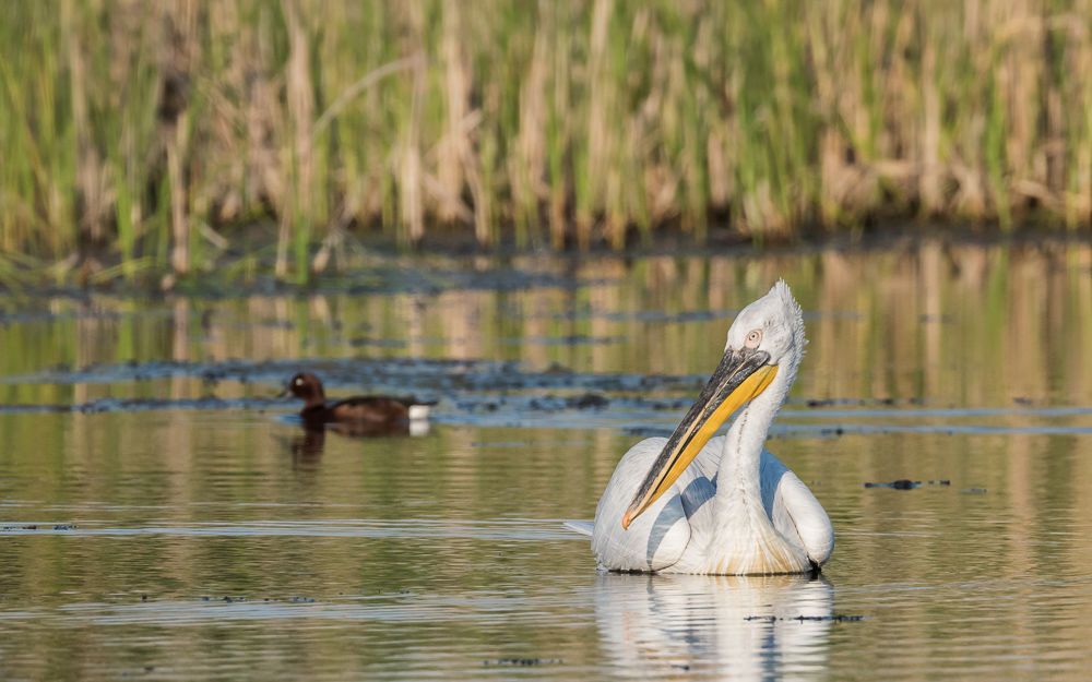 Dalmatian Pelican (4)