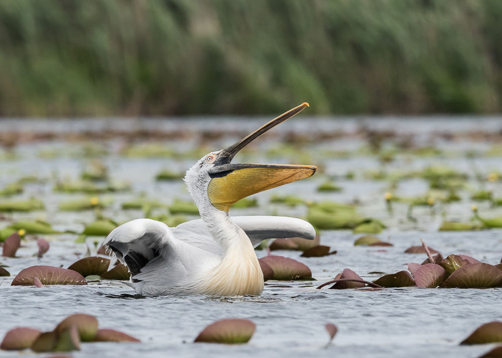 Dalmatian Pelican (5)