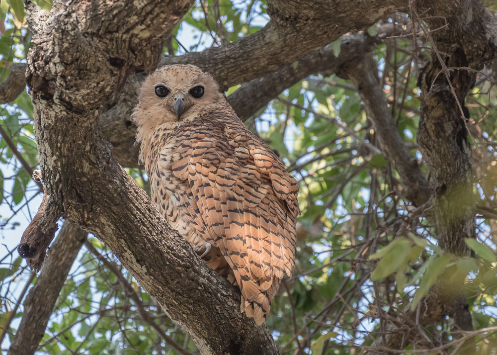 Pel's Fishing-Owl (1)