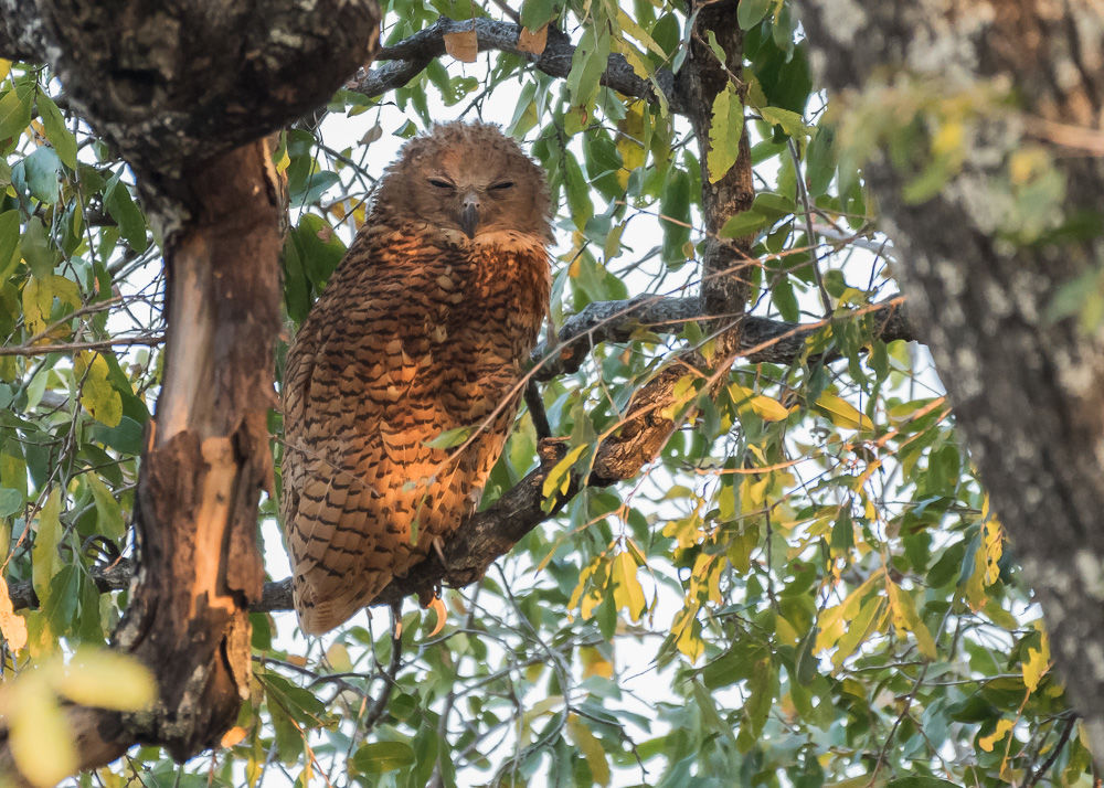 Pel's Fishing-Owl (2)