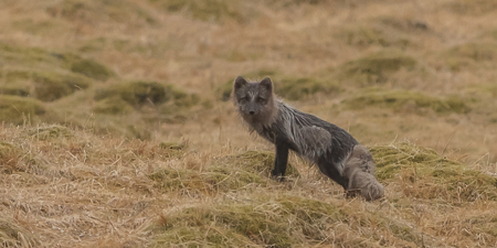 Arctic Fox ~ Laugarás