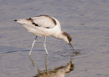 Avocet
