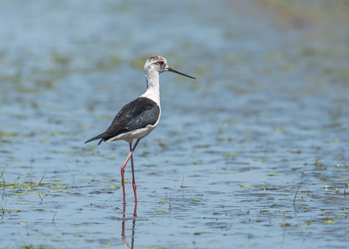 Black-winged Stilt ~ Madrigalejo rice fields