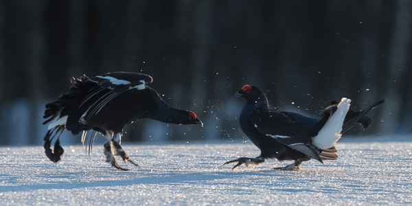 Black Grouse lekking at Kuntivaara