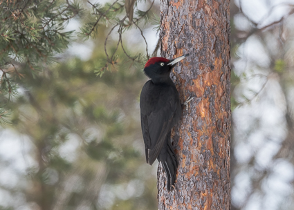 Black Woodpecker - Oulanka National Park