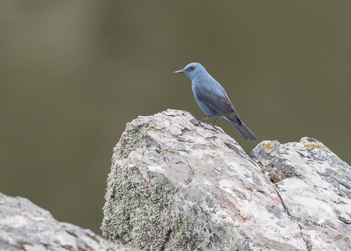 Blue Rock-Thrush ~ Monfragüe National Park