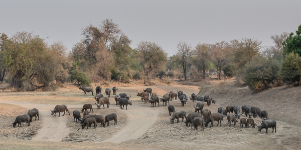 Herd of Cape Buffalo