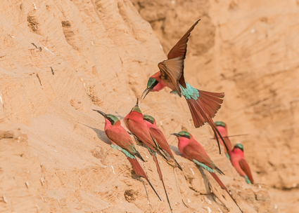 Southern Carmine Bee-eaters