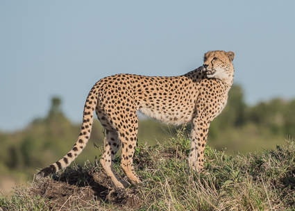 Malaika - the beautiful female cheetah