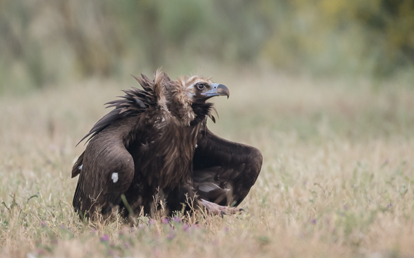 Cinereous (Eurasian Black) Vulture