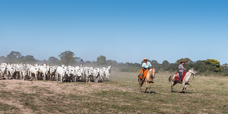 Pantaneiro cowboys driving a large herd of cattle across the dry savanna grasslands