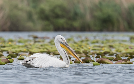 Dalmatian Pelican ~ Lake Merheiu Mic