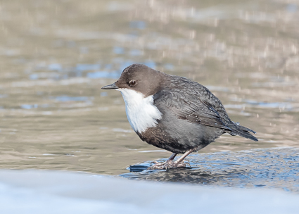 White-throated Dipper on the Kuusinkijoki river