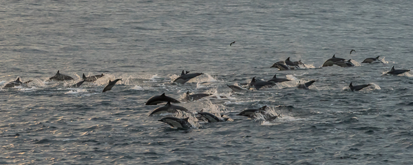 Common Dolphins ~ Punta Vicente Roca, Isabela