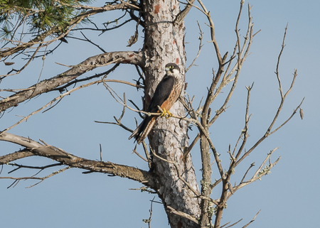 Eleonora's Falcon ~ Son Real