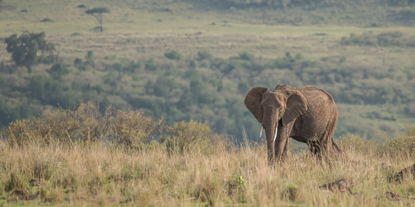 A solitary large elephant in the wide expanse of the Masai Mara National Reserve