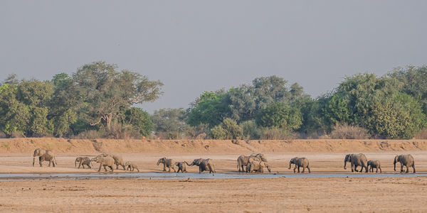 Elephants in the rapidly drying out Luangwa River bed