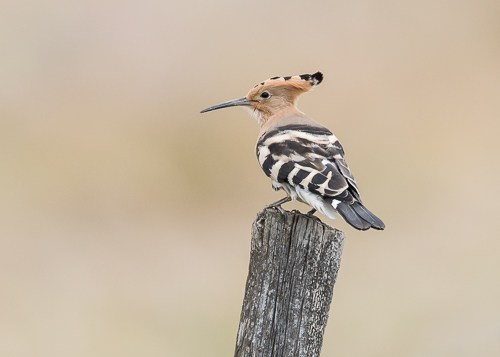 Eurasian Hoopoe ~ Magasca Plains