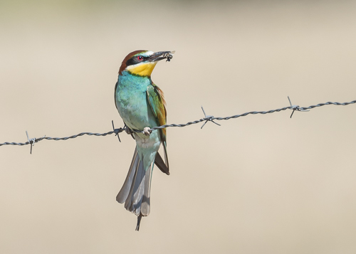 European Bee-eater ~ Alcollarín Reservoir