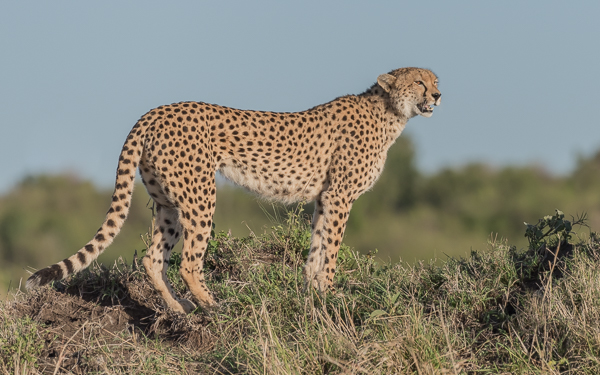 Malaika the famous female cheetah - Masai Mara, Kenya