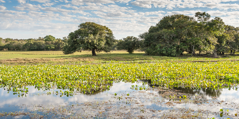 A typical Southern Pantanal panoramic view