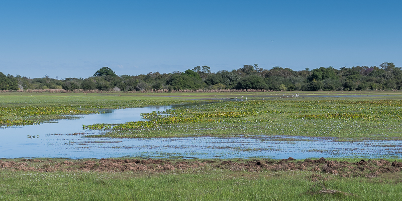 The seasonal floodplains provide the perfect habitat for many waterbird species